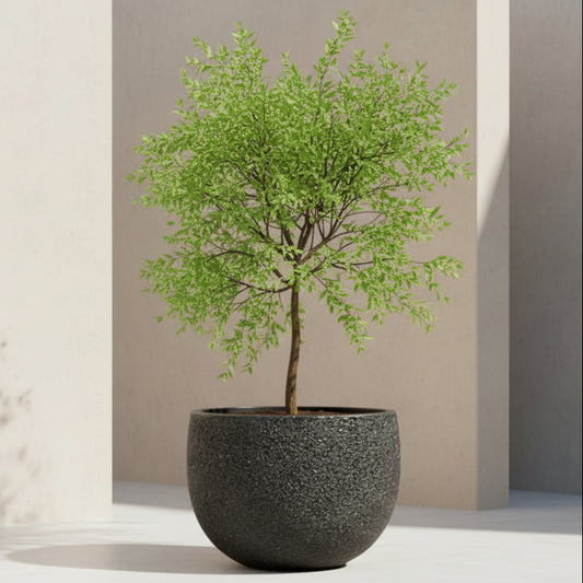 Modstone Mega Belly Pot - Black Pebble - Available at Simon's Seconds